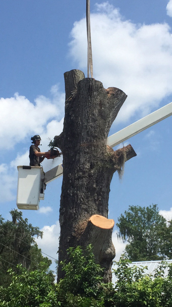 Lead arborist, Spencer, working from a bucket to cut through a very large tree trunk.