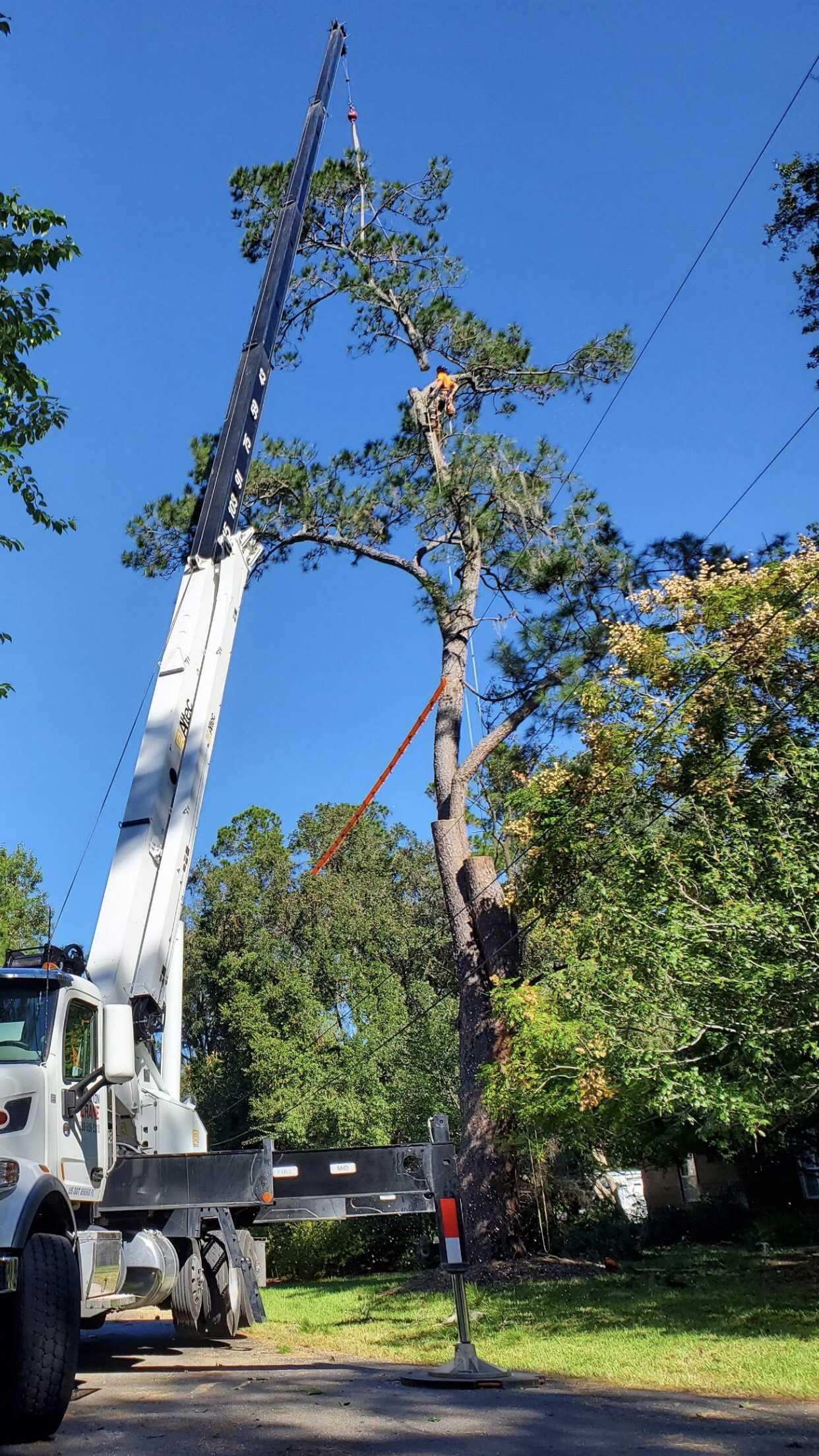 A crane removing a section of canopy above some powerlines.