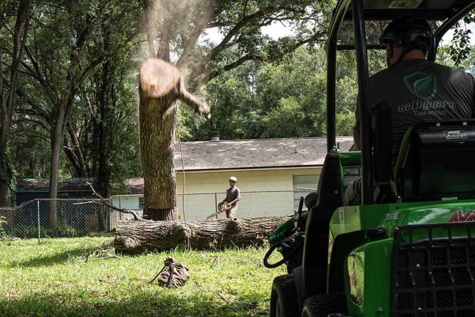 A section of trunk mid fall, about to land on a previously cut section of trunk.