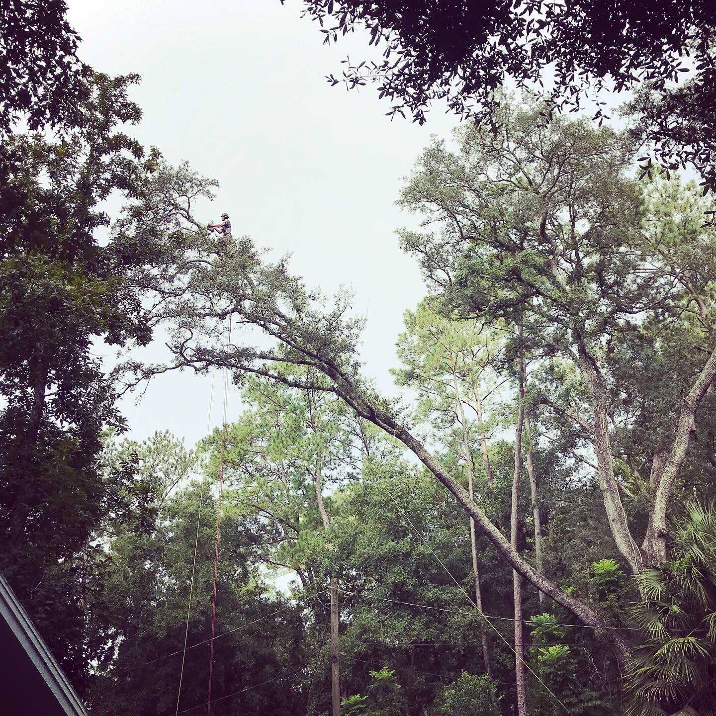 An arborist high up in a long leaning limb of a tree.