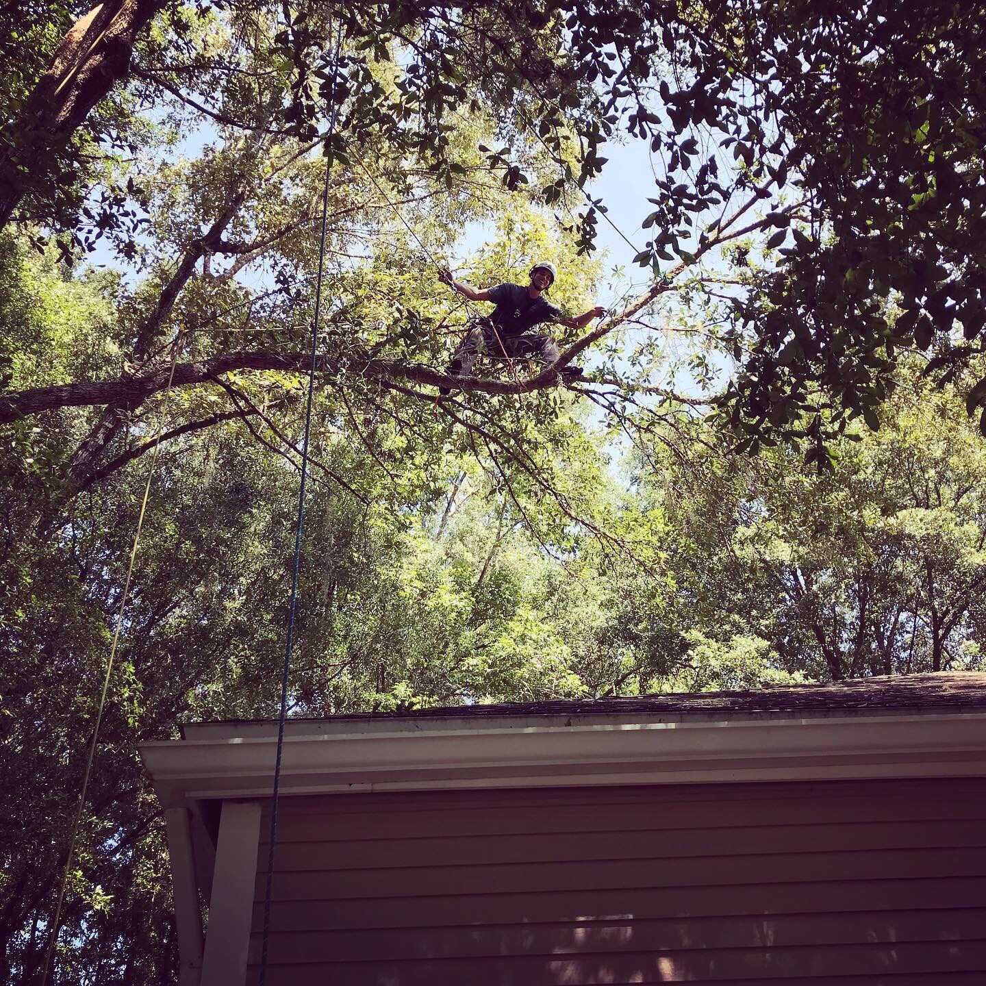 Lead arborist, Spencer, out on a limb, smiling at the camera.