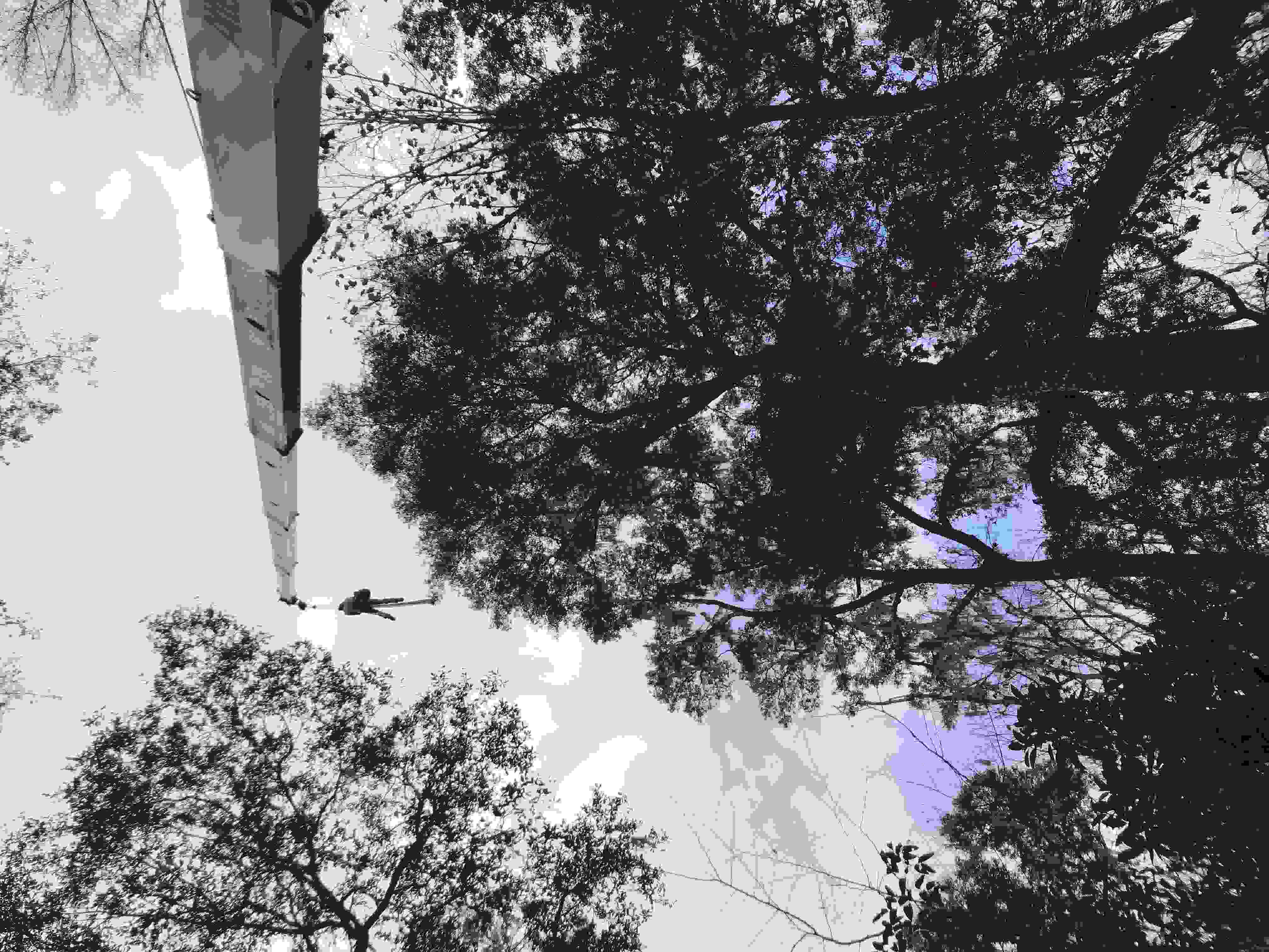 A crane lifting an arborist to the top of a tree.