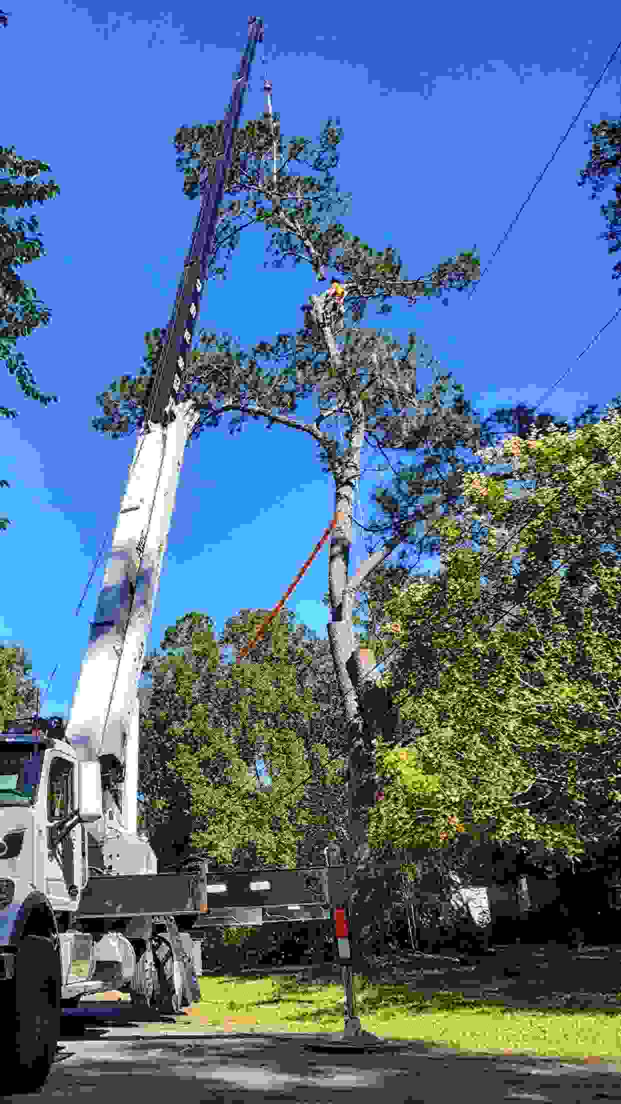 A crane removing a section of canopy above some powerlines.
