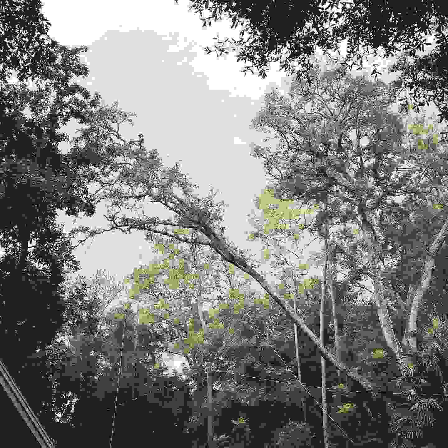 An arborist high up in a long leaning limb of a tree.