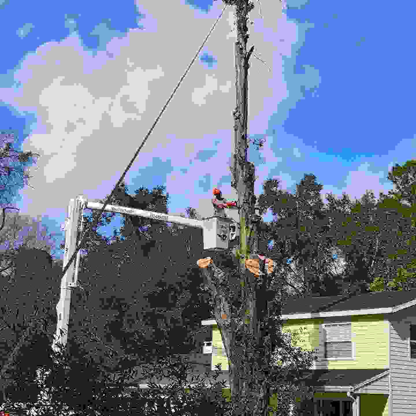 An arborist working from a bucket, cutting a tall section off of a tree with all the limbs removed.