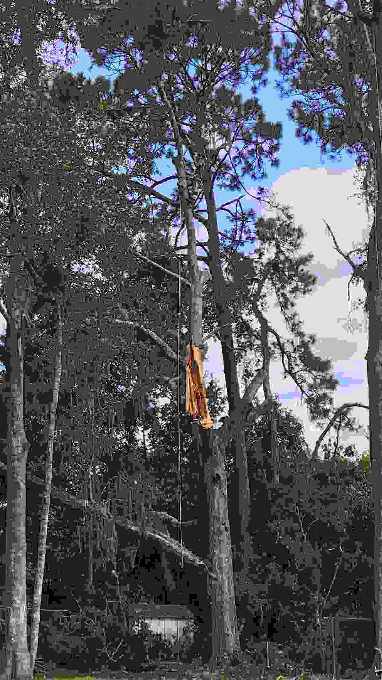 An arborist working on a tree with a large section torn off the center.
